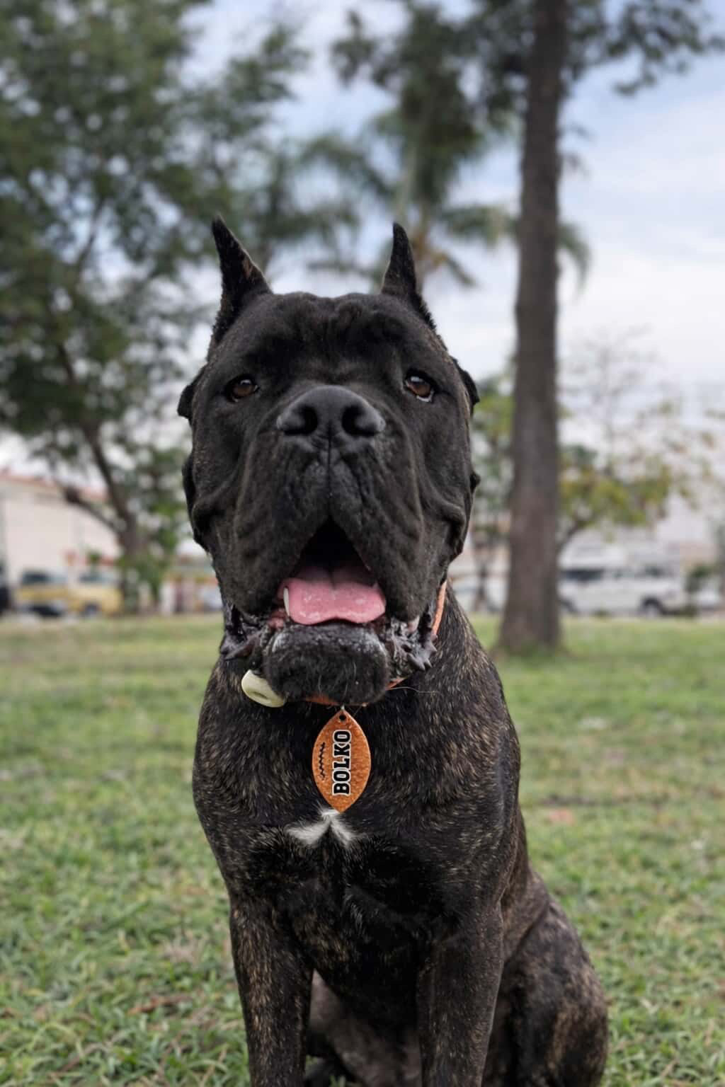 MunBall Touchdown