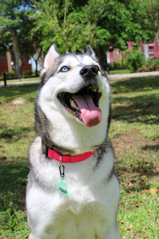 Munimals Happy Dino
