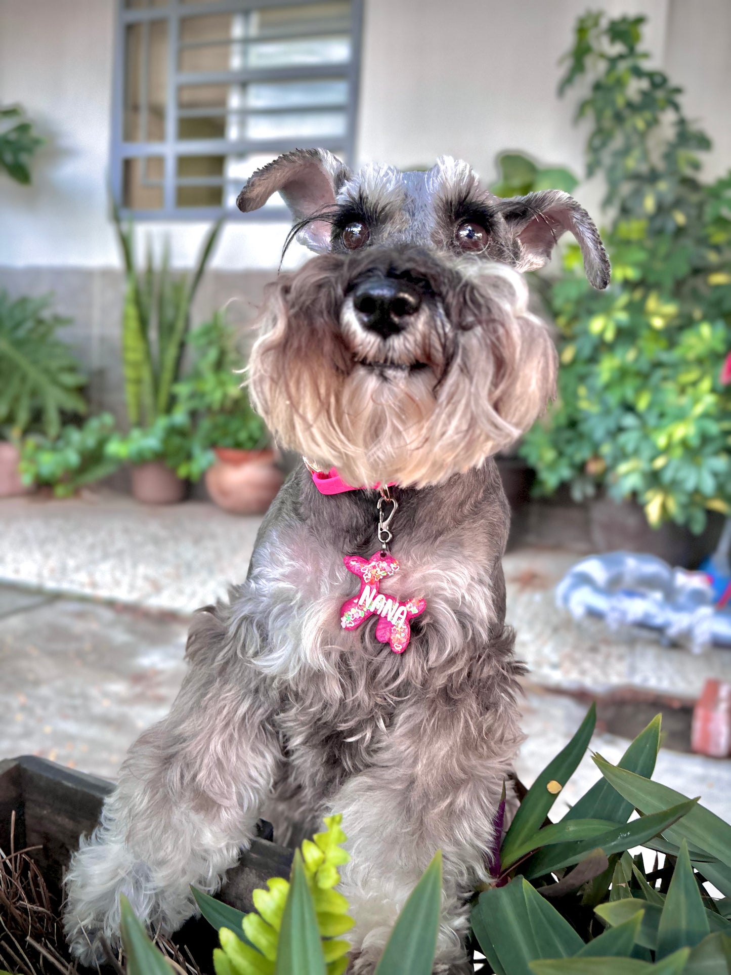 Munimals Perro