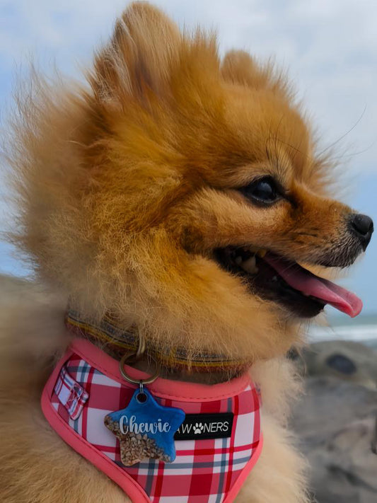 Pomerania con placa azul personalizada . Accesorio ideal para paseos en la playa.