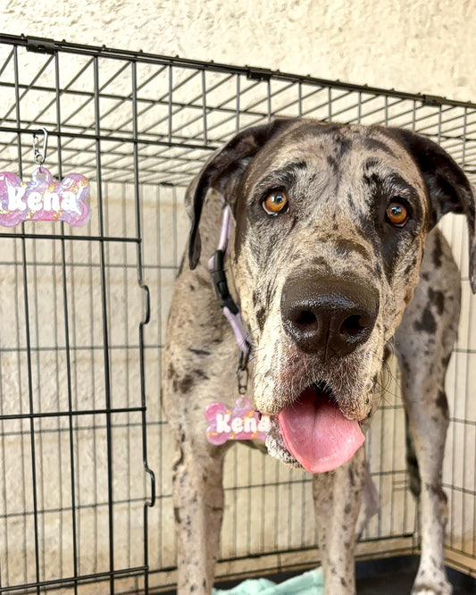 Gran danés con placa rosa glitter de nombre Kena en su transportadora. Accesorio brillante y funcional.