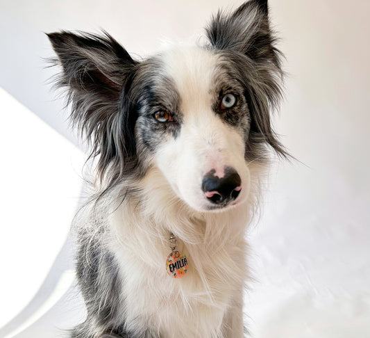 Perro border collie con placa naranja brillante, diseño llamativo para razas medianas o grandes