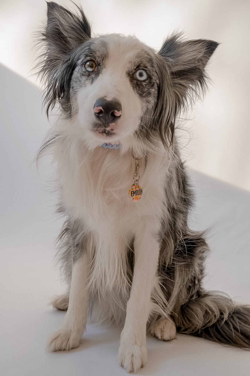 Border Collie con placa personalizada en fondo claro, estilo elegante y funcional para perros activos