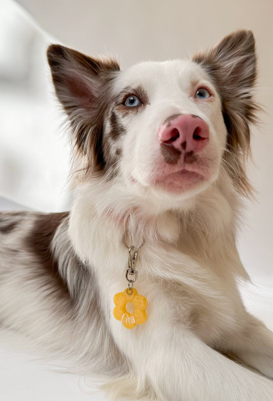 Perro blanco con ojos claros y placa de flor amarilla. Estilo tierno y vibrante.