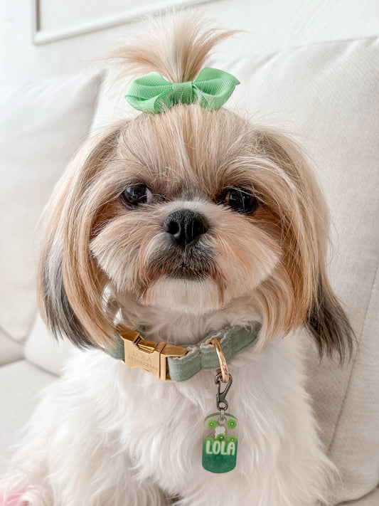 Perra Shih Tzu con moño verde usando placa rectangular con nombre Lola. Accesorio munfruit.
