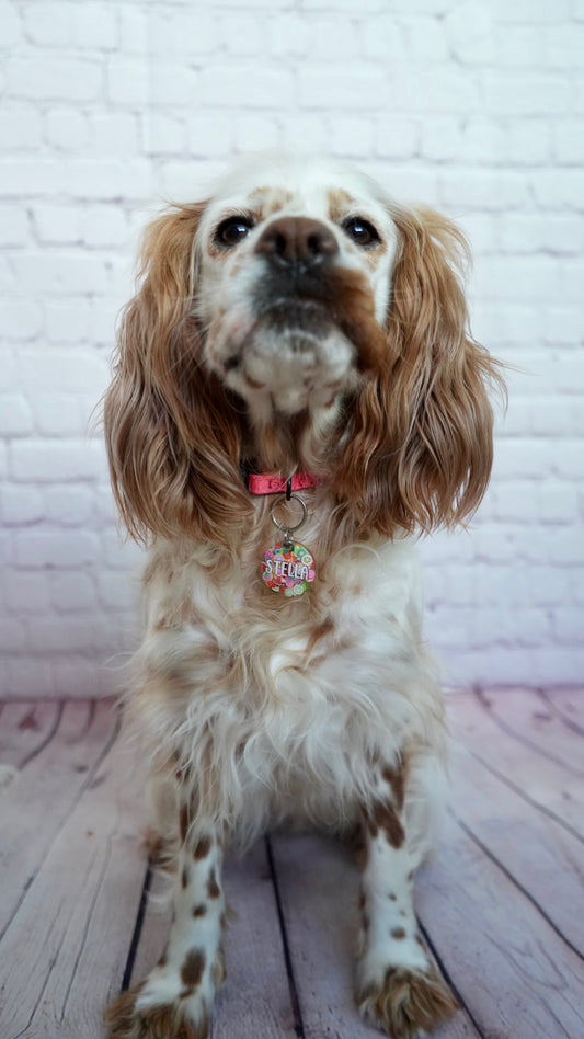 Perro con placa brillante con nombre. Accesorio personalizado llamativo.