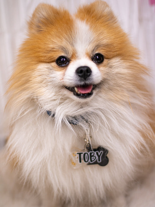 Pomerania con placa negra personalizada “Toby”, estilo elegante para perros pequeños.