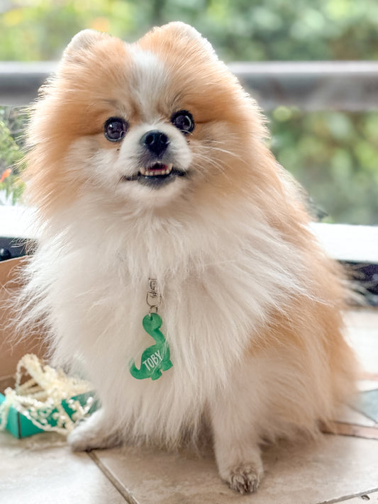 Pomerania con placa verde de dinosaurio. Accesorio original para mascotas con estilo