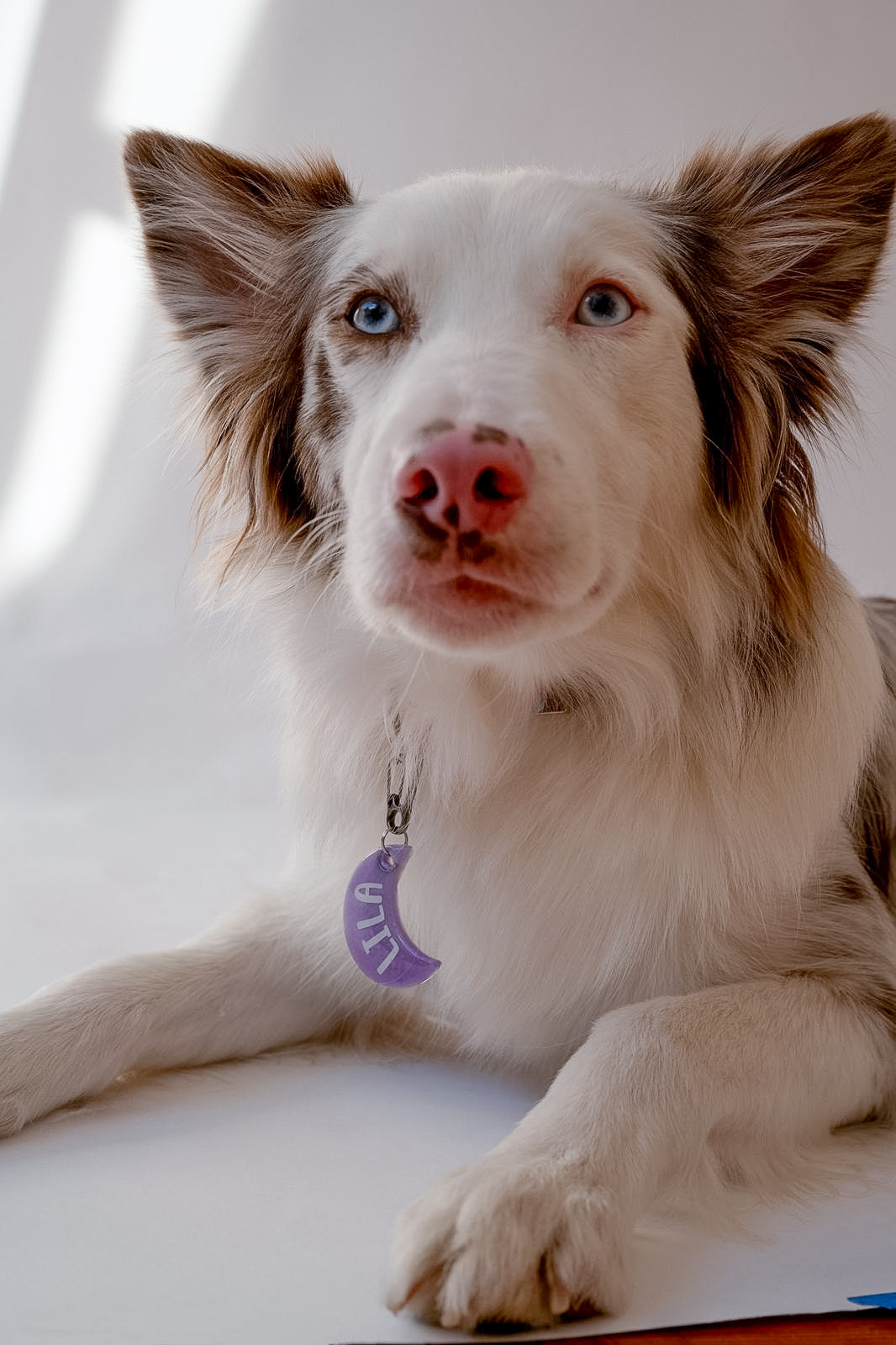 Perro border collie  usando placa morada personalizada con forma de luna. Accesorio para perros con estilo