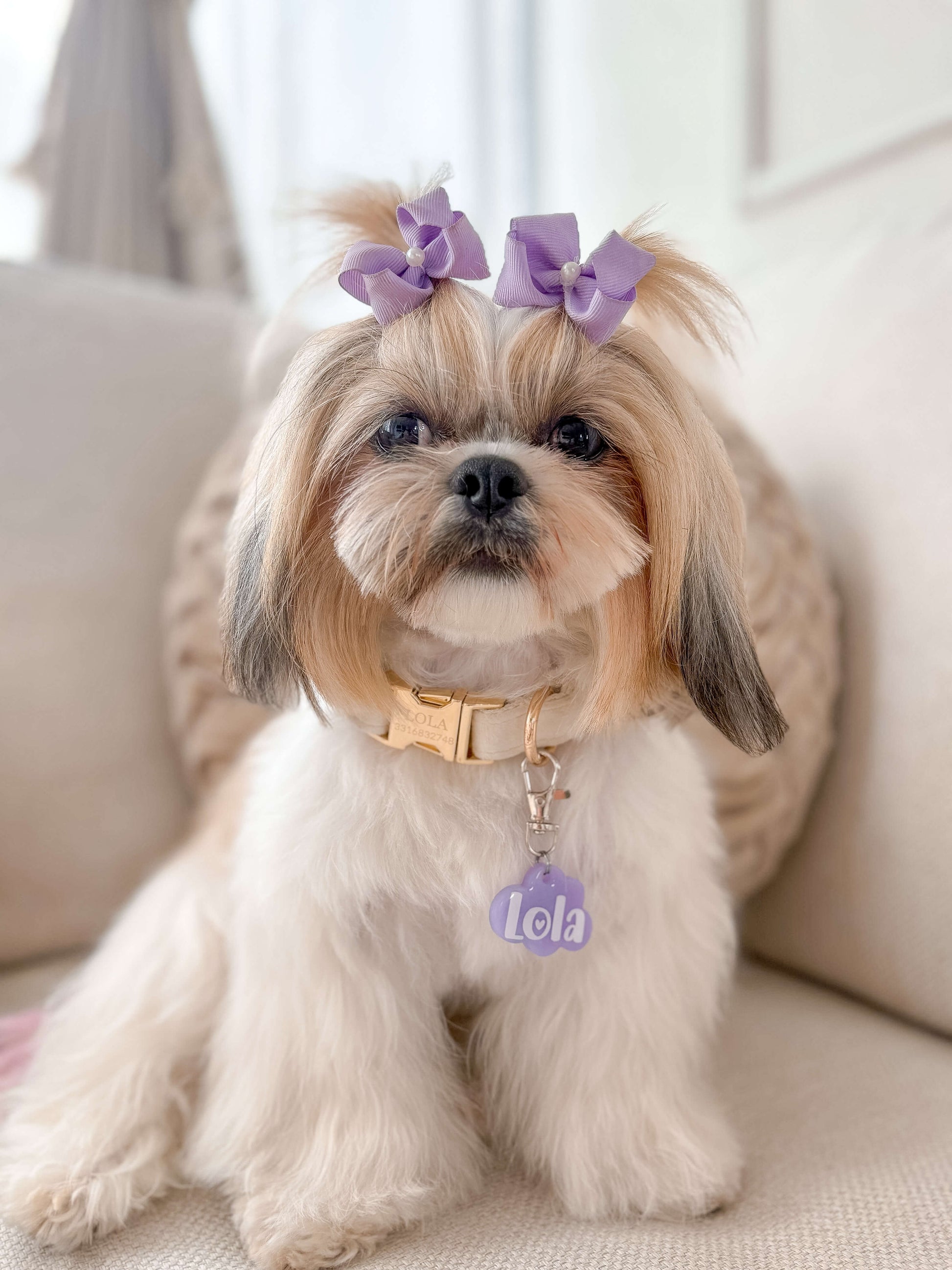 Perrita Shih Tzu con moños y placa morada en forma de nube con nombre Tela. Placa personalizada elegante para perros pequeños.