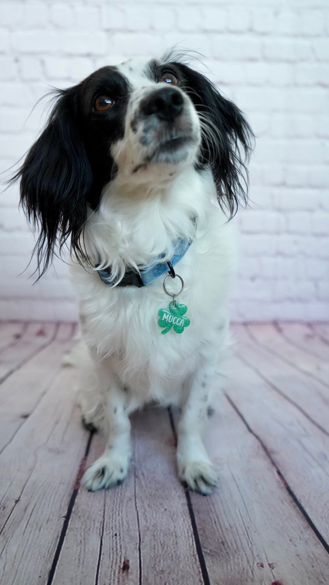 Perro con placa verde en forma de trébol de tres hojas. Accesorio personalizado para mascotas de Munmun.