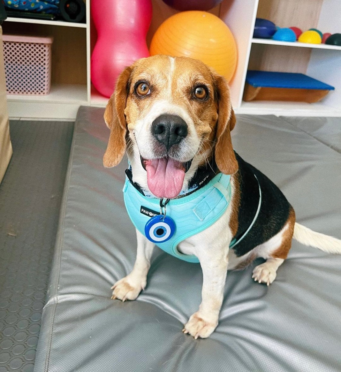 Beagle con placa de ojo turco en collar azul. Placa espiritual y protectora