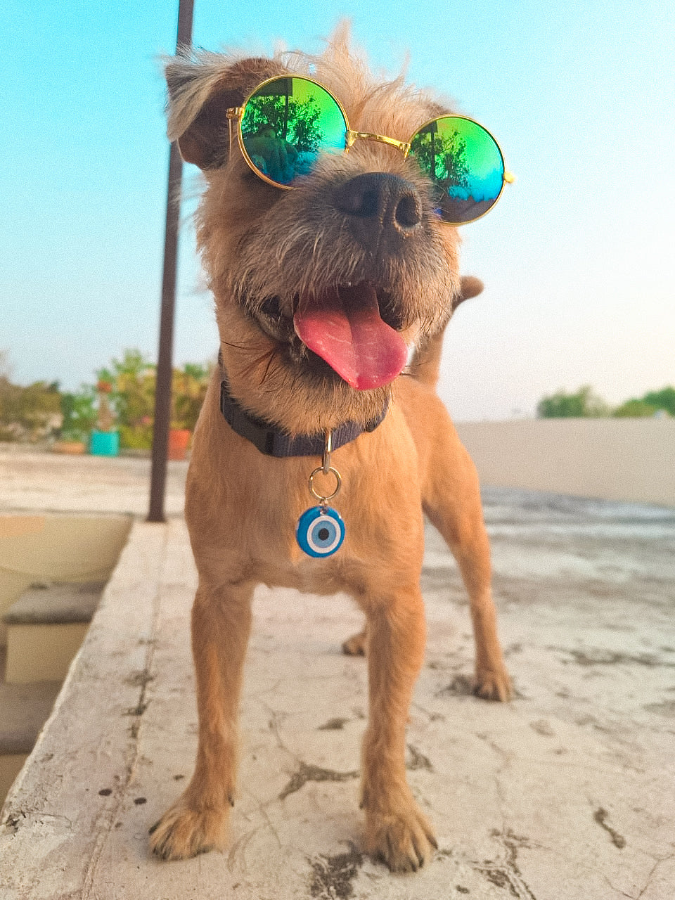 Perro con lentes y placa de ojo turco. Accesorio con estilo y personalidad