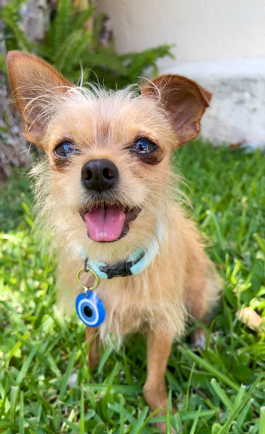 Perro pequeño con placa de ojo turco. Placa personalizada con estilo vibe.