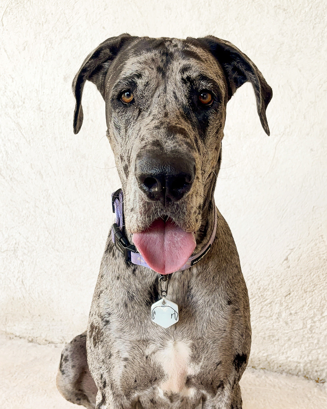 Gran danés con placa blanca personalizada estilo ilustración, perfecta para razas grandes.
