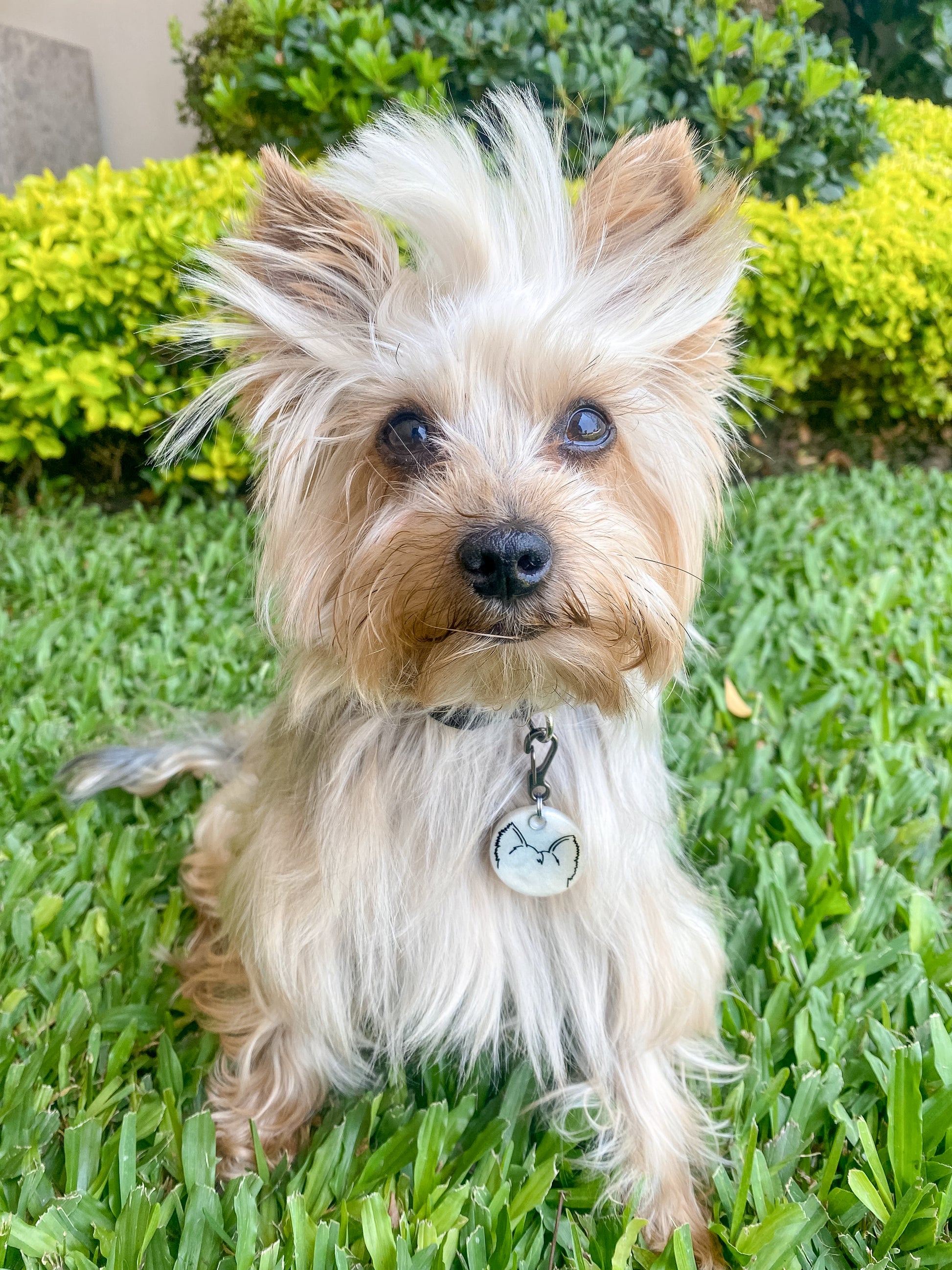 Yorkshire Terrier con placa redonda de ilustración minimalista, accesorio ligero y original.