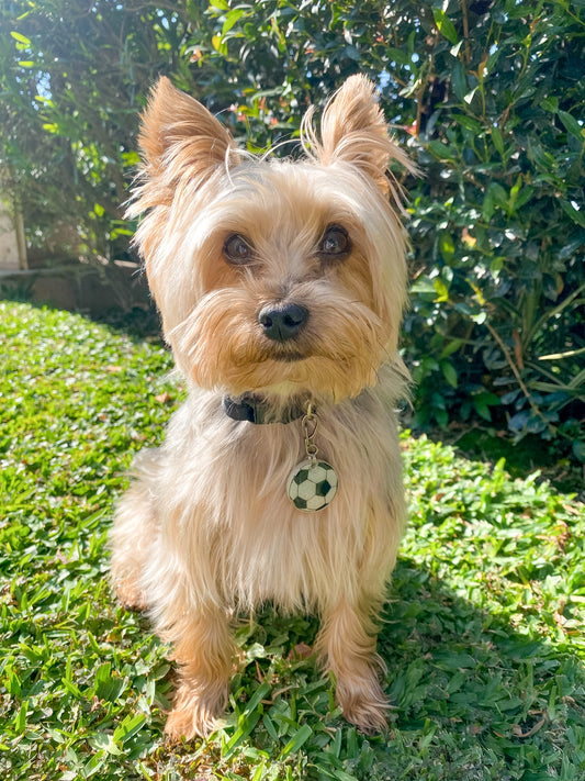 Yorkie con placa en forma de pelota de fútbol. Estilo deportivo y personalizado.