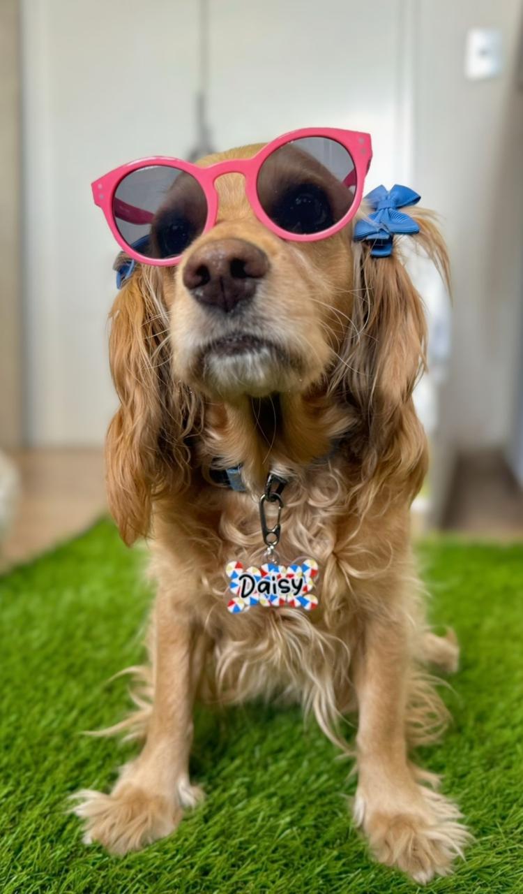 Perra con gafas rosas y placa azul con glitter y nombre Daisy. Accesorio divertido y personalizado