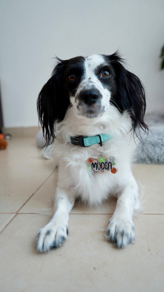 Perro con placa de fútbol estilo mosaico. Accesorio llamativo para perros medianos.