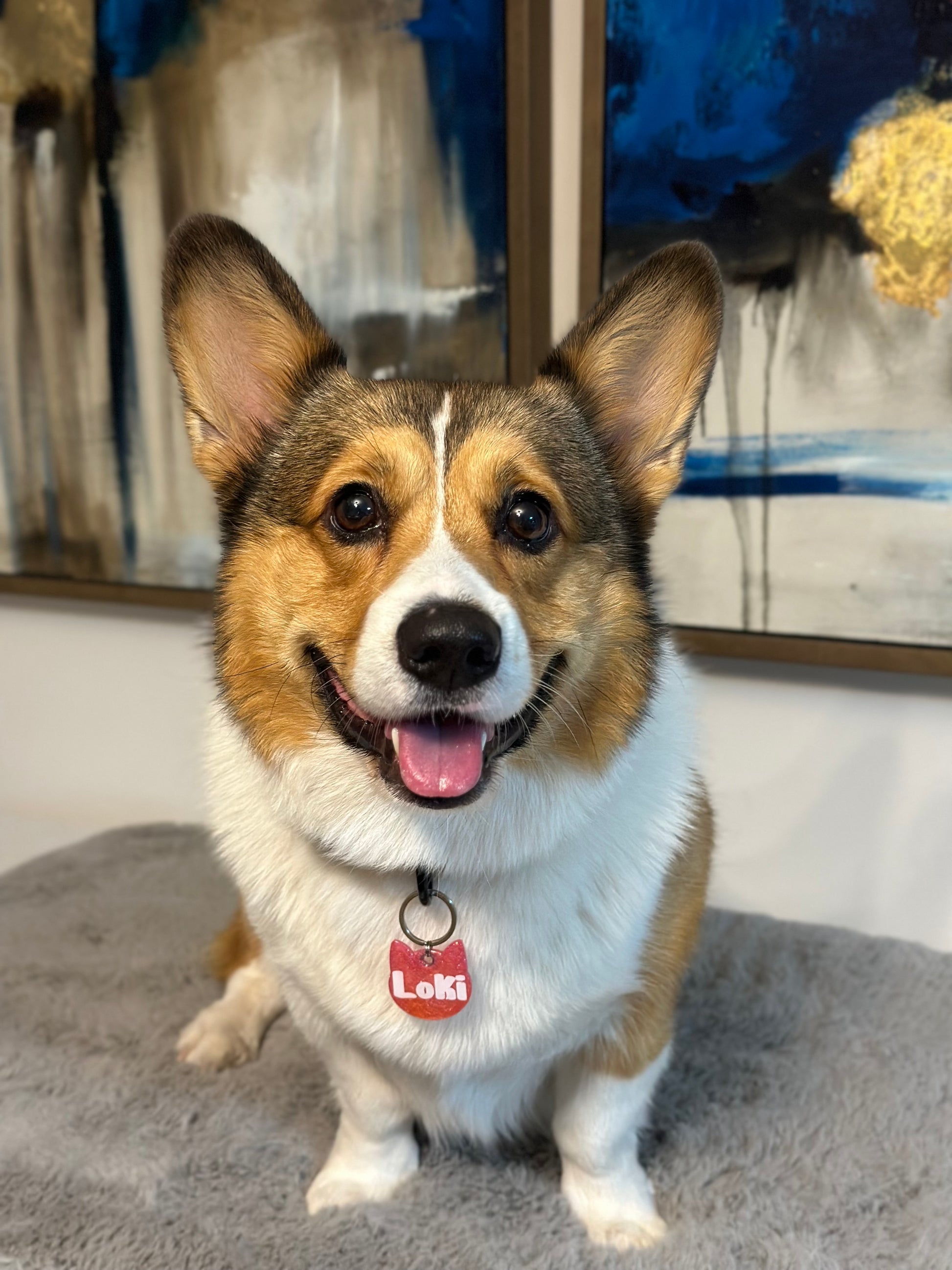Corgi con placa roja en forma de gato con nombre Loki. Placa divertida y funcional para perro.