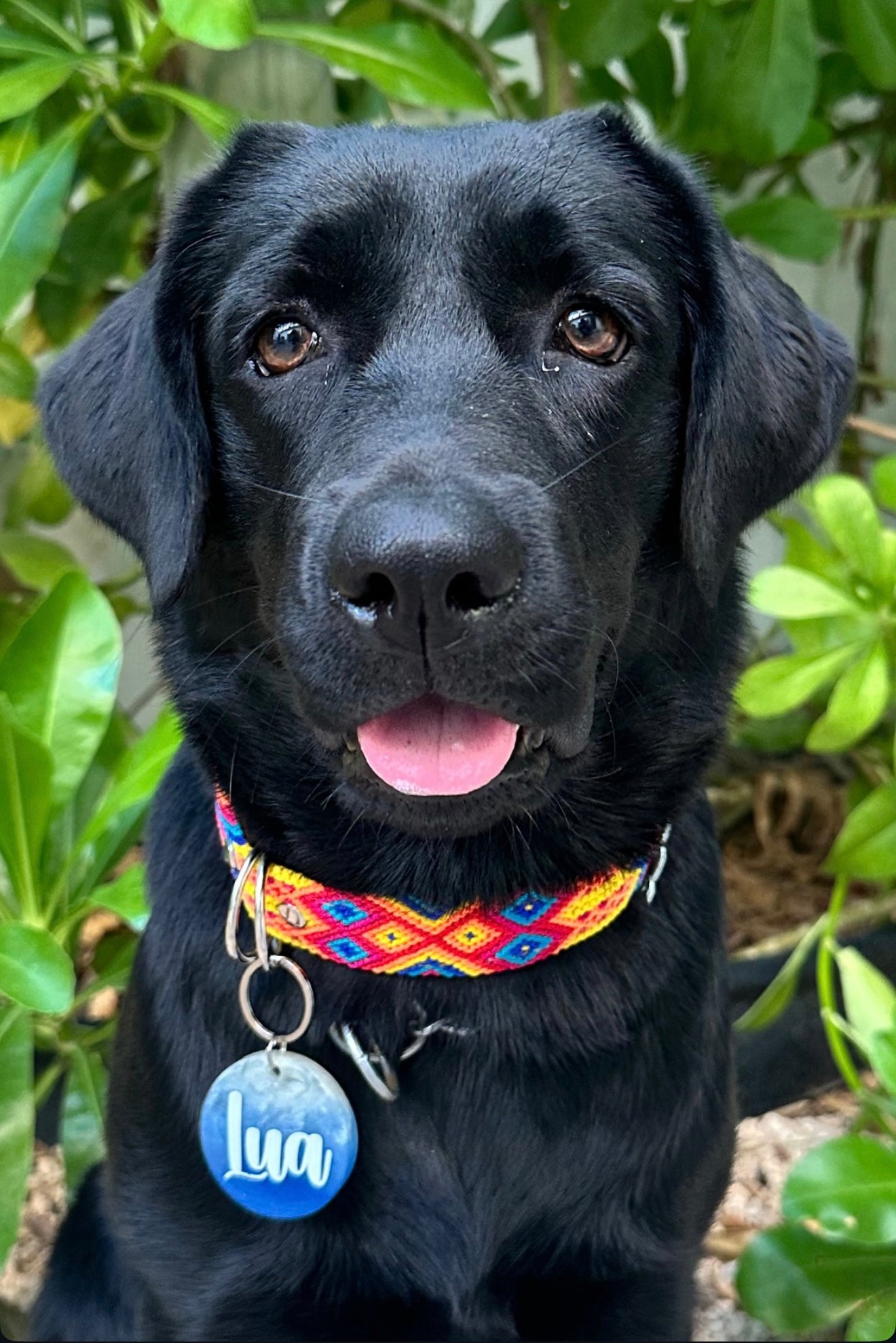 Labrador negro con placa redonda personalizada de nombre Lua. Diseño azul vibrante