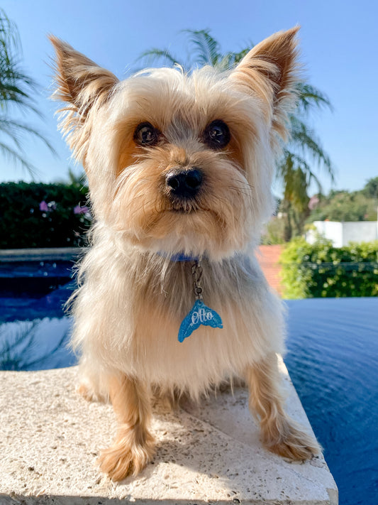 Yorkie con placa azul en forma de cola de sirena personalizada. Accesorio veraniego y único.