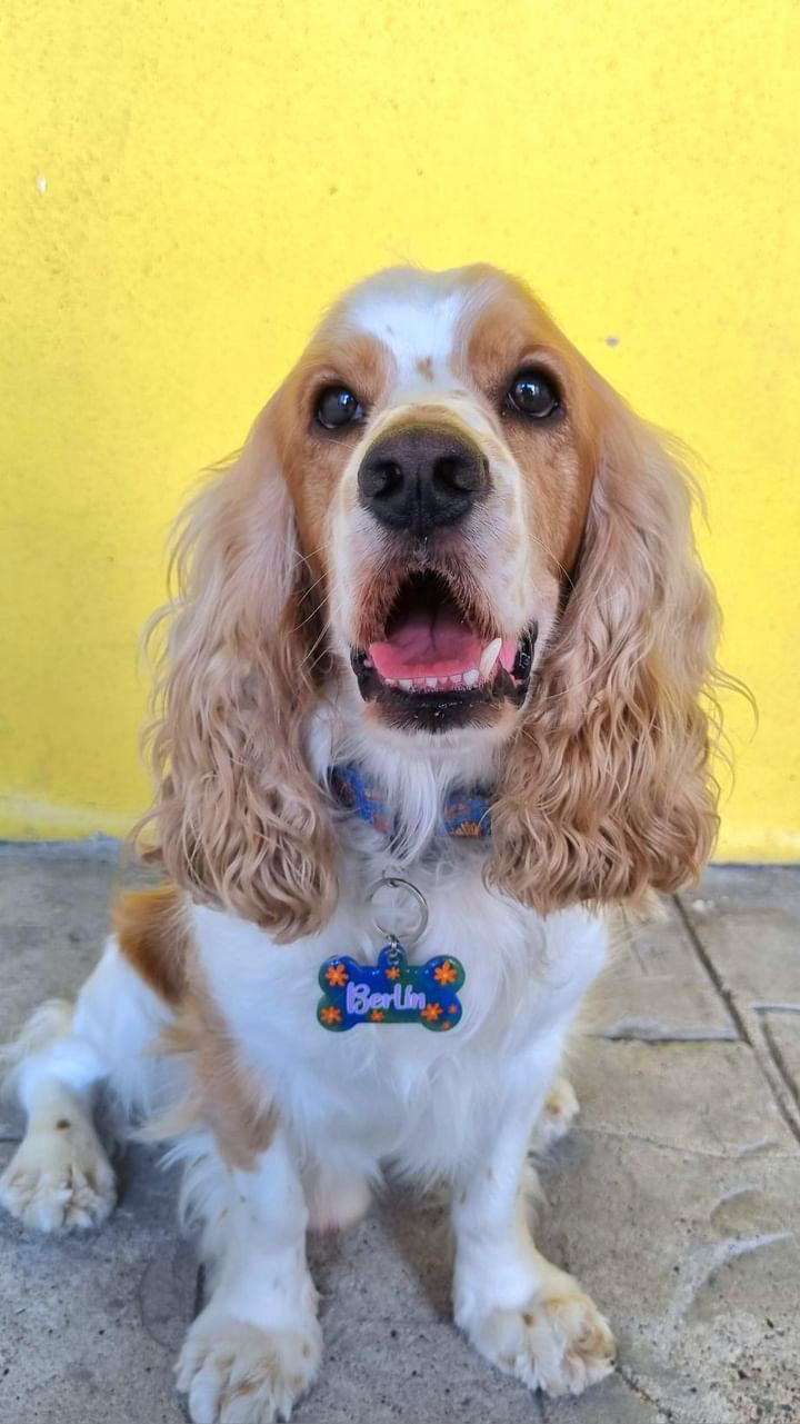 Perro con placa creativa con nombre Berlín. Placa divertida para perro mediano.