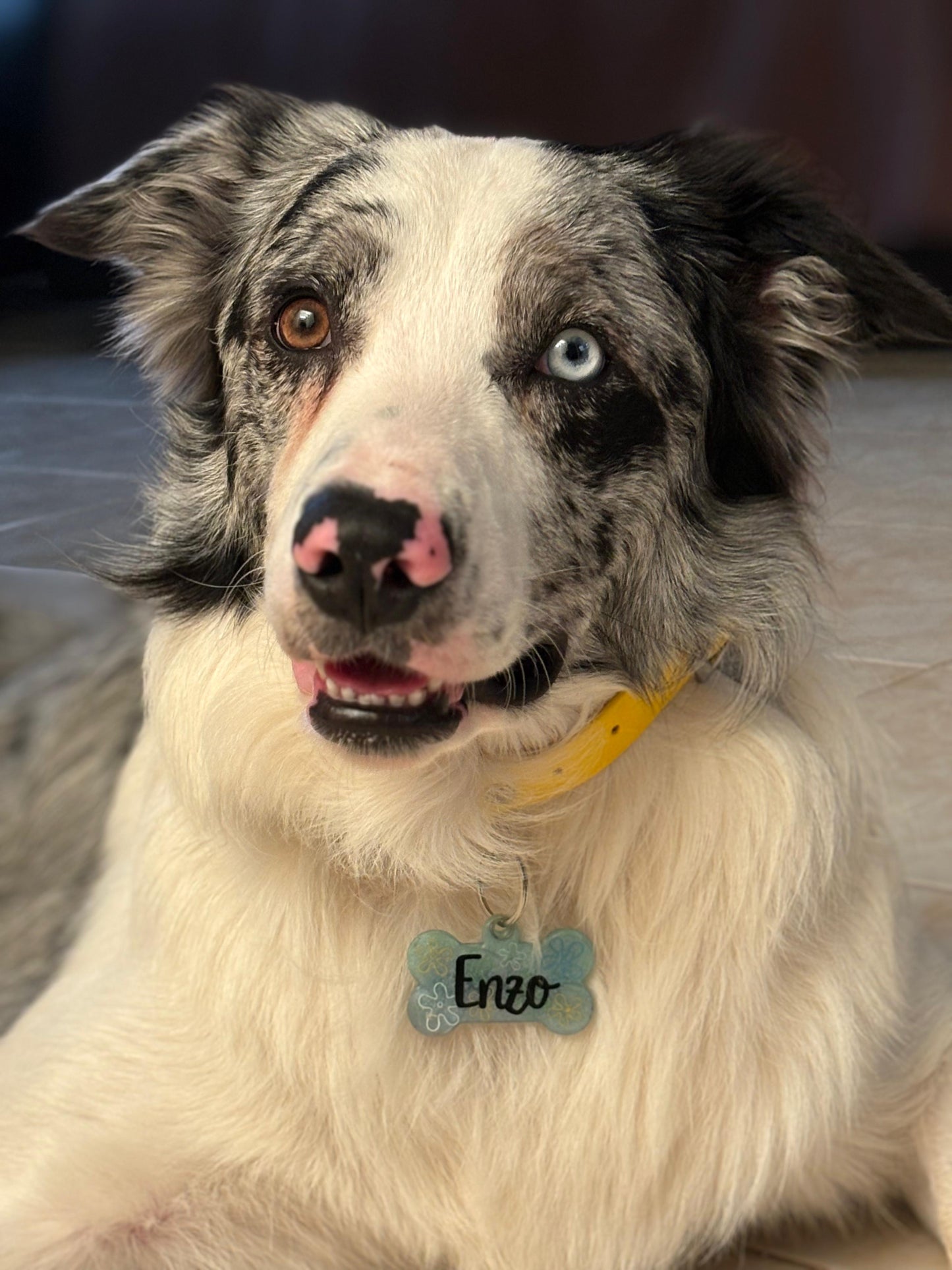 Perro Border Collie con placa azul claro “ENZO”, diseño llamativo y elegante para razas medianas o grandes.