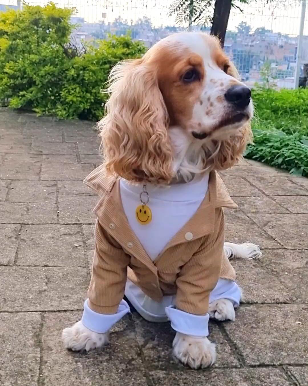 Perro con outfit beige y blanco posando al aire libre. Estilo elegante para mascotas.