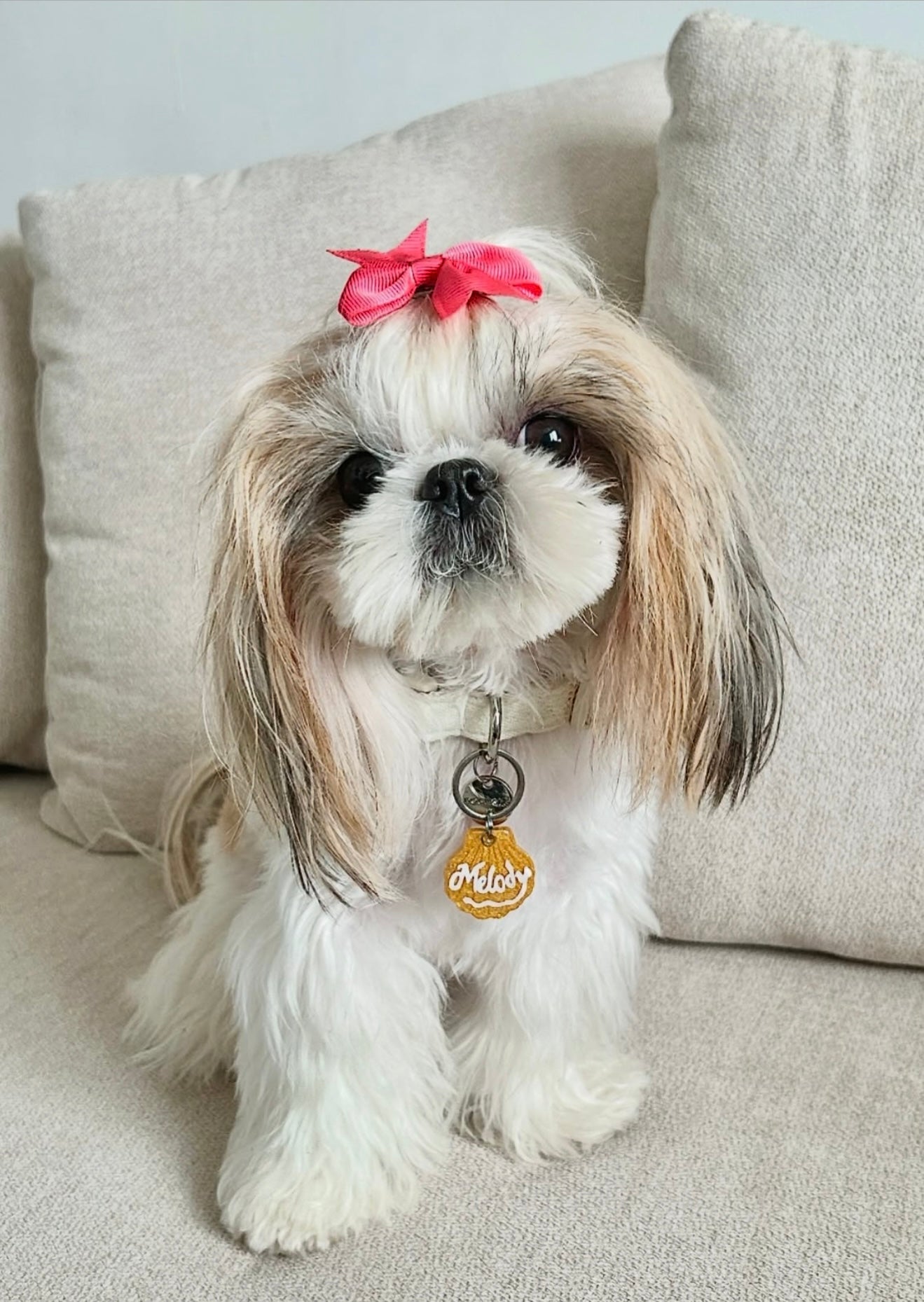 Placa para perro en forma de concha dorada con nombre. Accesorio único y elegante.