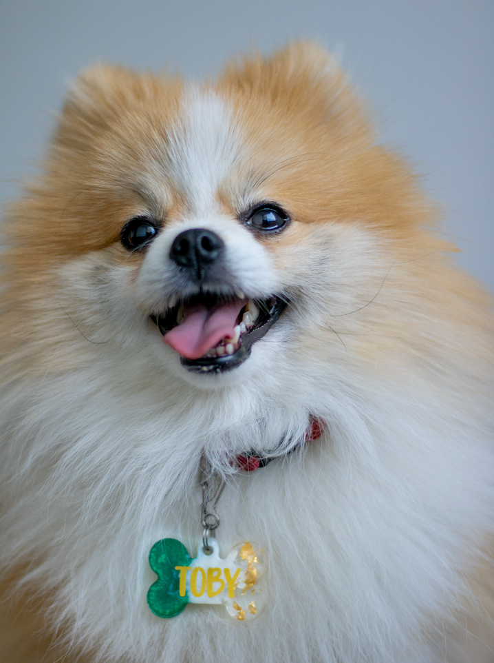 Pomerania con placa en forma de hueso, diseño verde con blanco y detalles en oro. Accesorio personalizado para perros pequeños con estilo único.