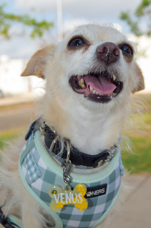 Perrito con placa amarilla “Venus” usando arnés verde de cuadros, ideal para paseos con estilo.