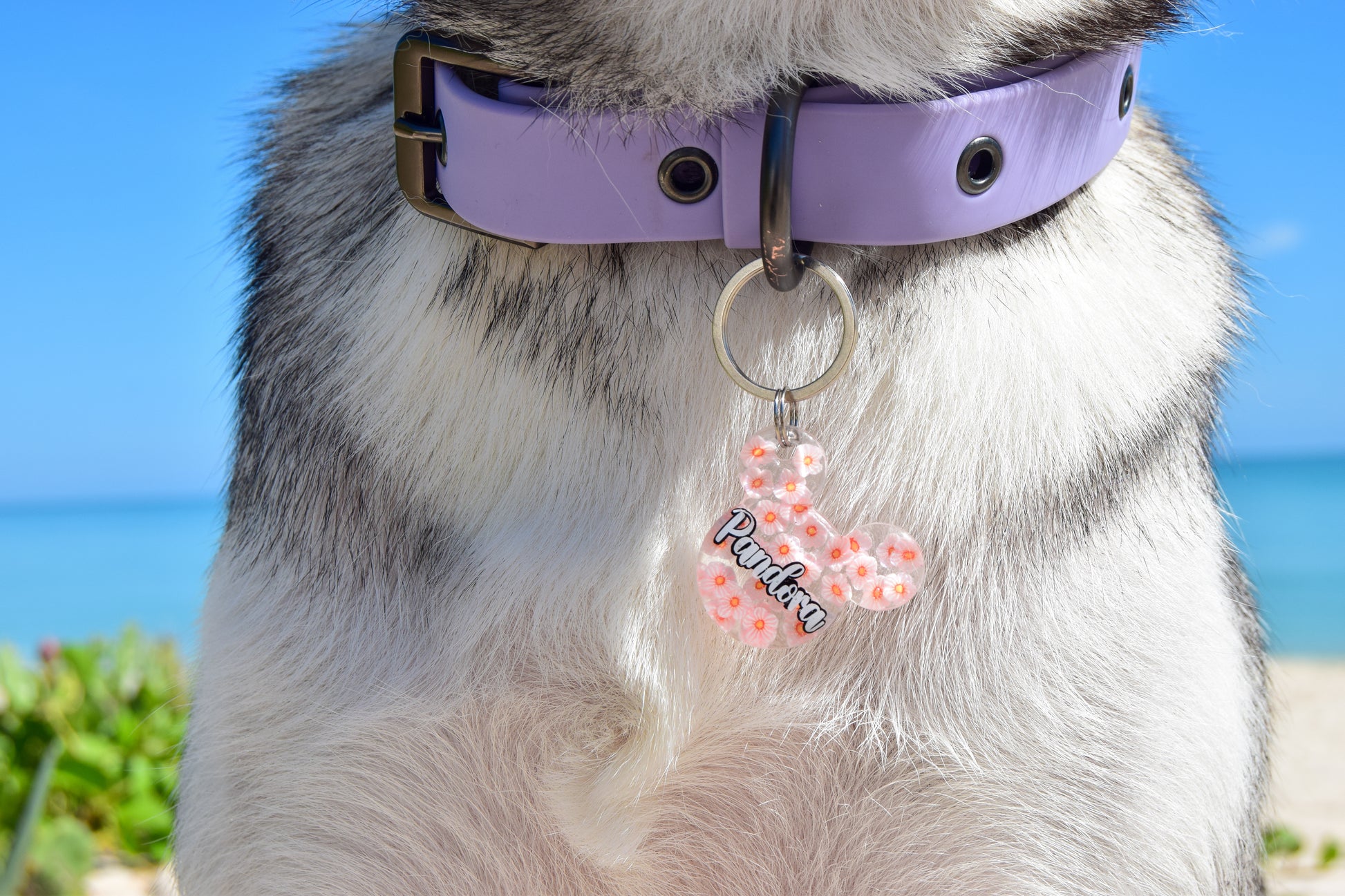 Placa floral con nombre decorando collar lila. Estilo femenino y delicado para mascotas.