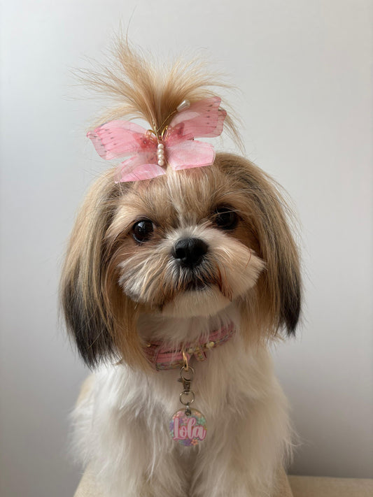 Shih Tzu con moño rosa y placa personalizada con nombre Lola. Estilo tierno y elegante.