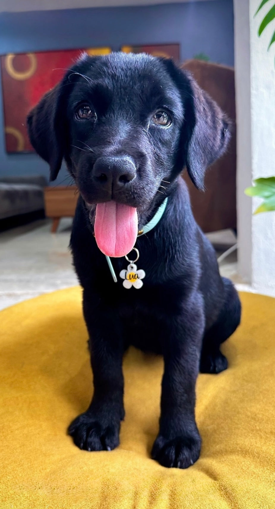 Cachorro con placa azul de flor. Accesorio para perros pequeños