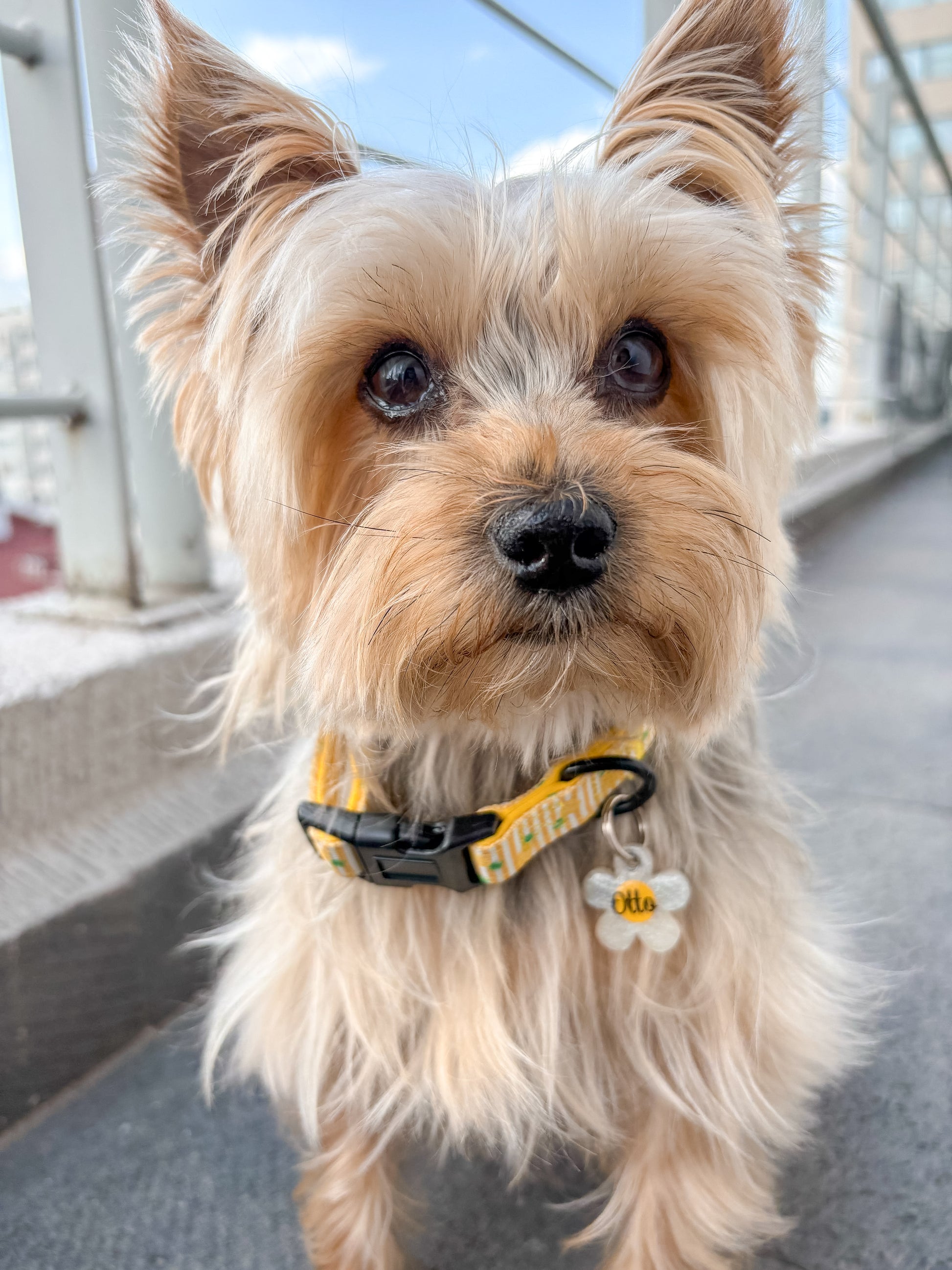 Yorkie con placa blanca en forma de flor y nombre personalizado. Accesorio floral moderno