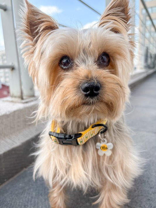 Yorkie con placa blanca en forma de flor y nombre personalizado. Accesorio floral moderno