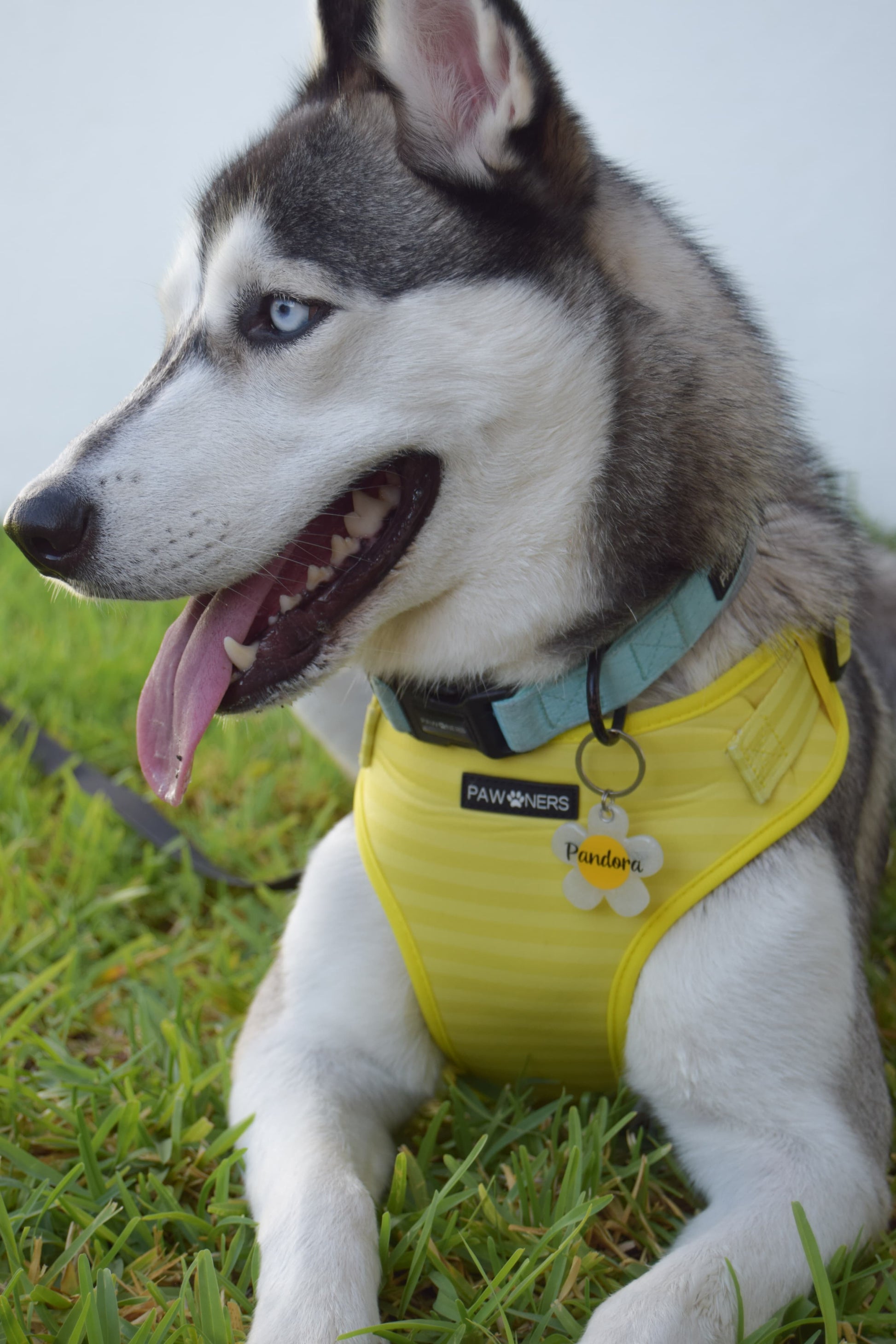 Husky con placa en forma de flor blanca. Accesorio tierno para perro mediano.