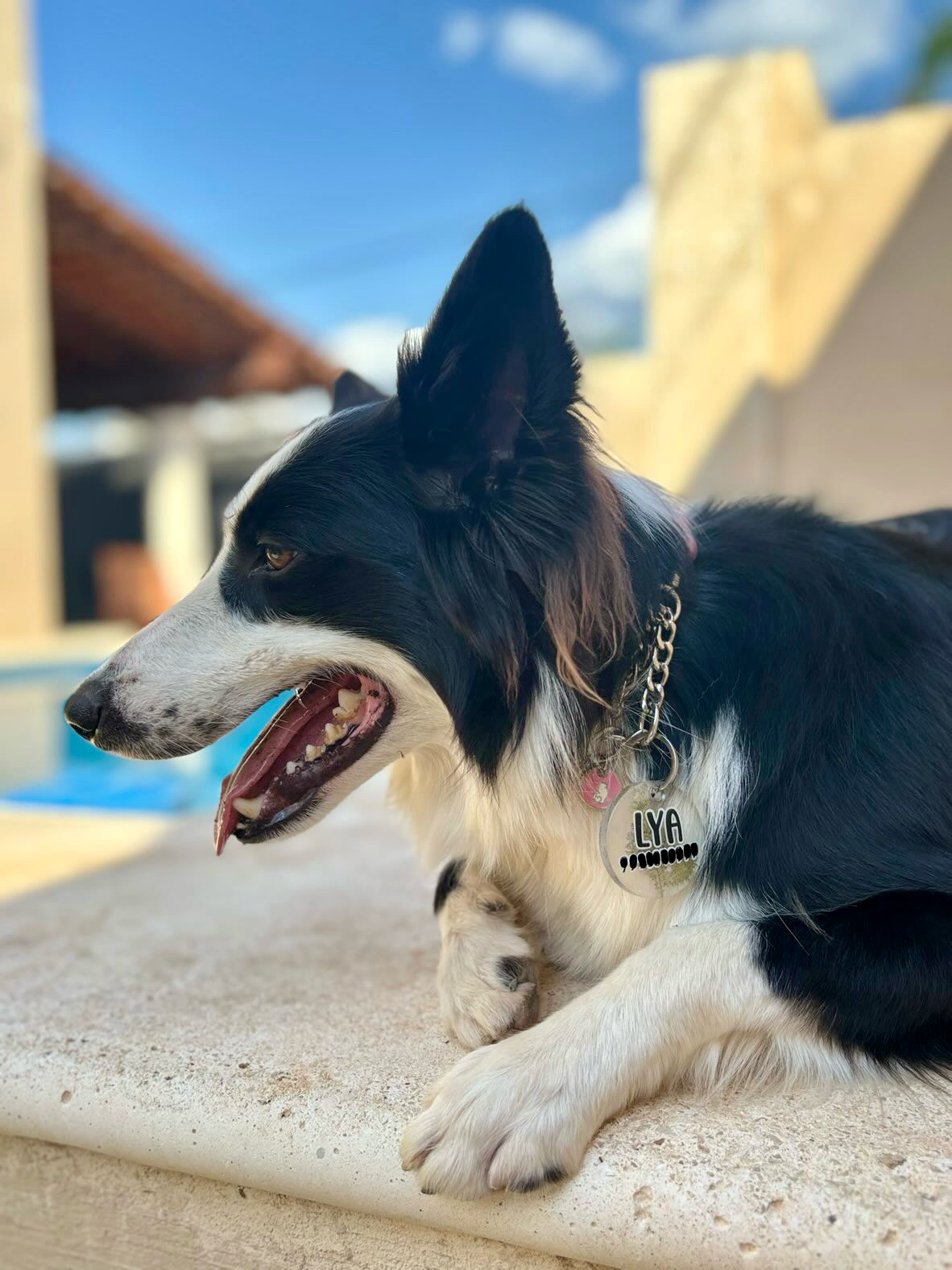 Border collie con placa rectangular de nombre Lía. Estilo clásico y resistente.
