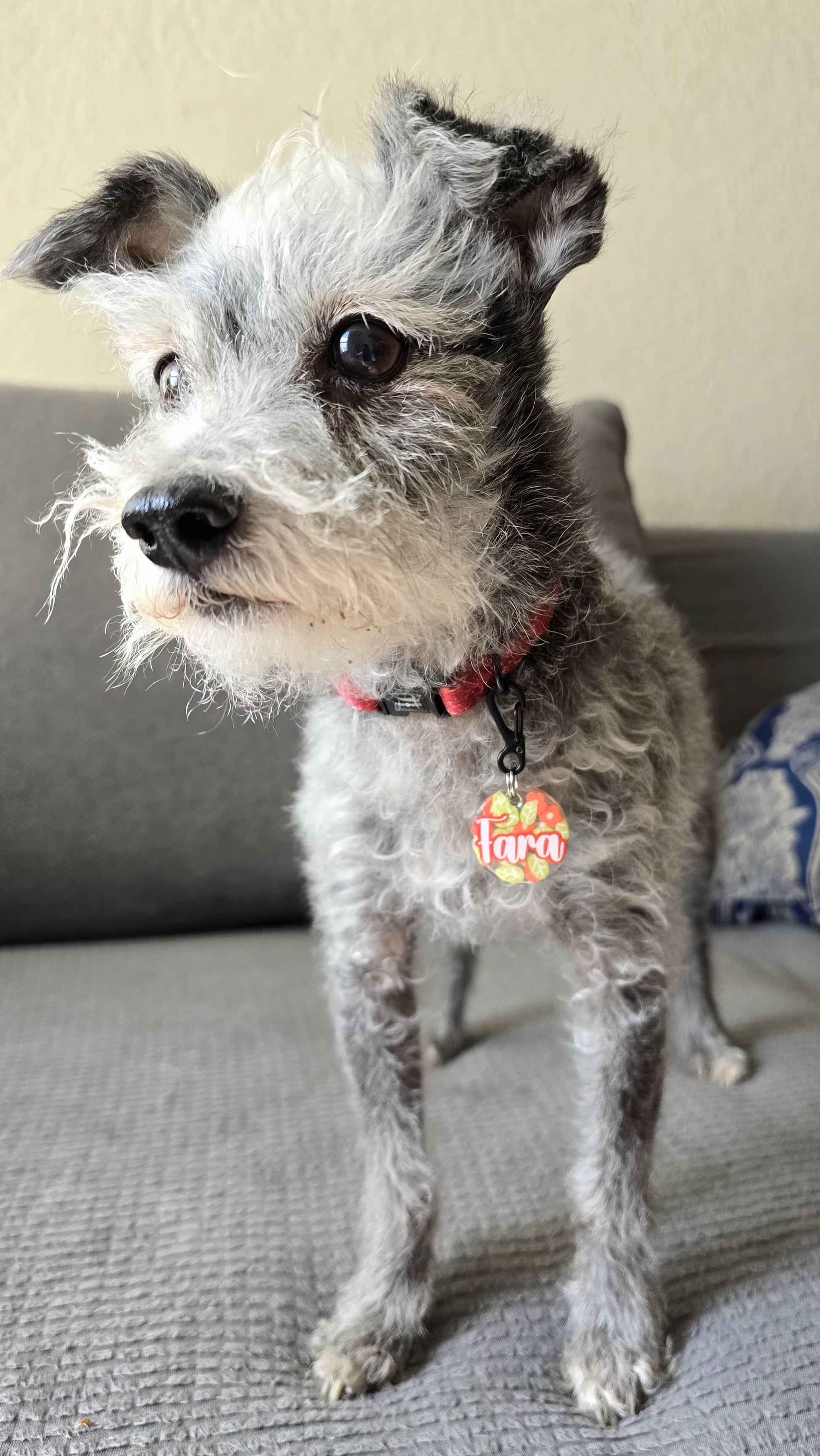Perrita usando placa personalizada con diseño de frutas tropicales y nombre “Fara”. Placa de resina con gancho negro, ideal para identificación con estilo.