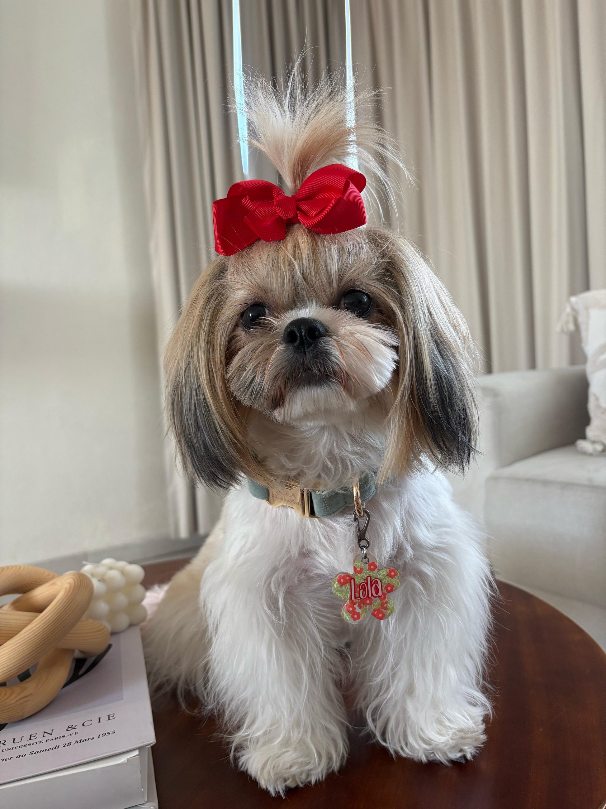 Perra Shih Tzu con moño rojo y placa floral con nombre. Estilo tierno y colorido para perritas.