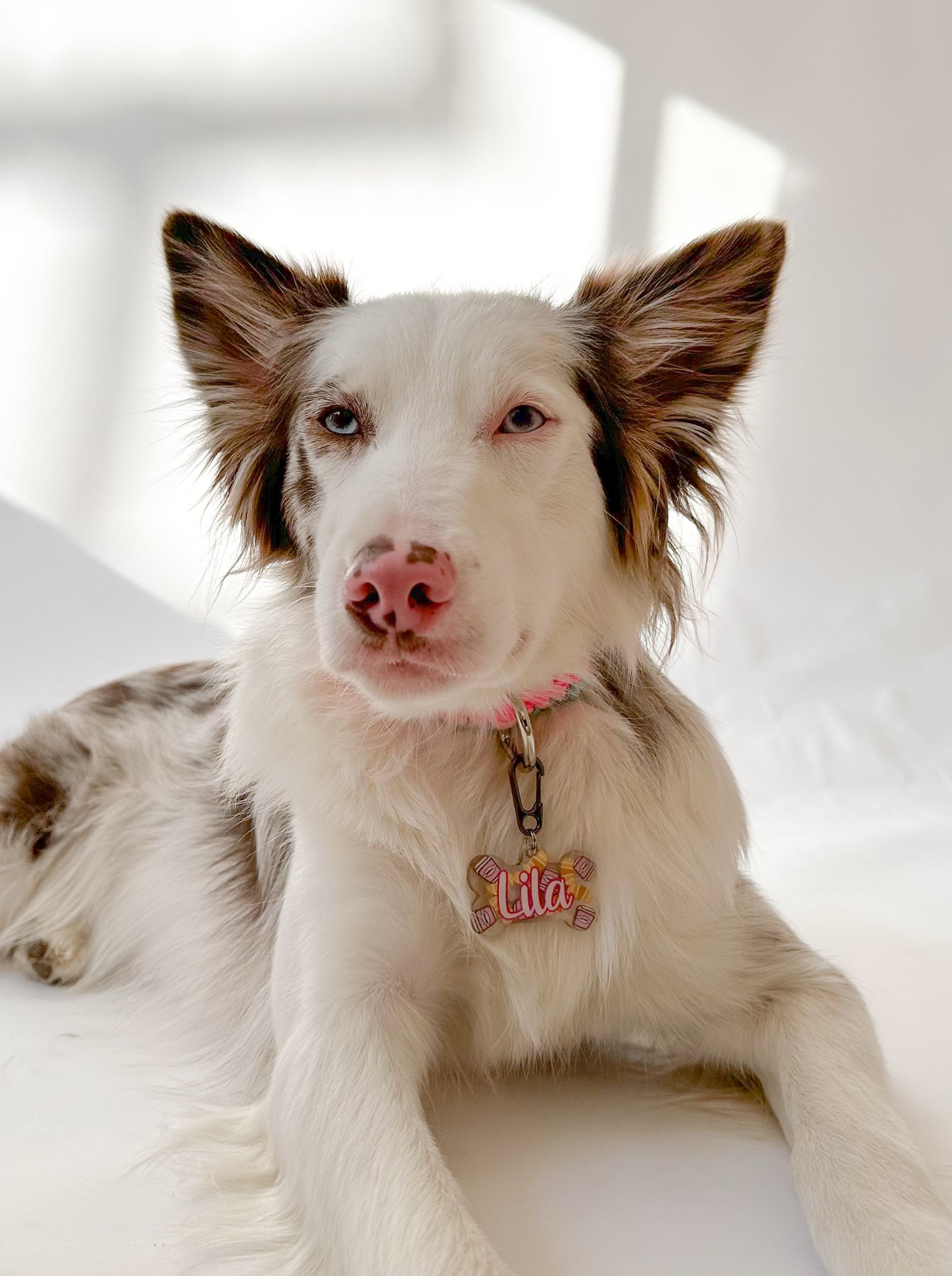 Perro de ojos claros con placa personalizada de nombre Lila. Diseño delicado y elegante.