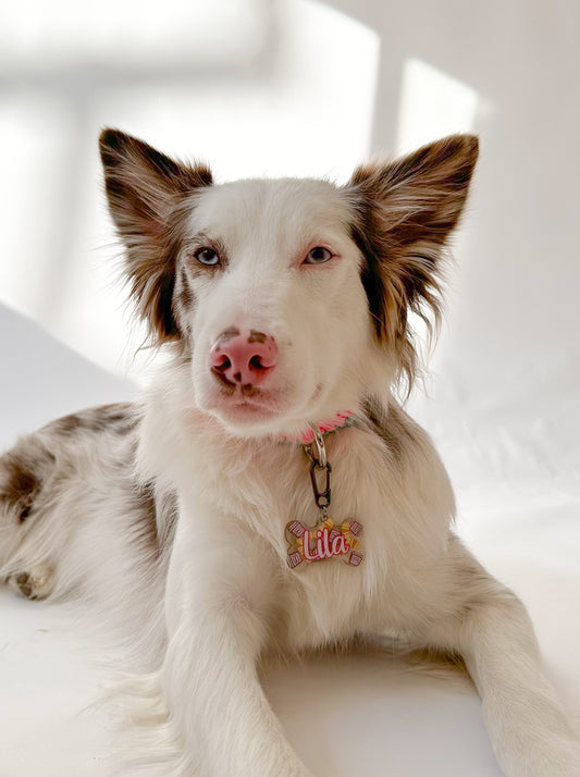 Perro de ojos claros con placa personalizada de nombre Lila. Diseño delicado y elegante.