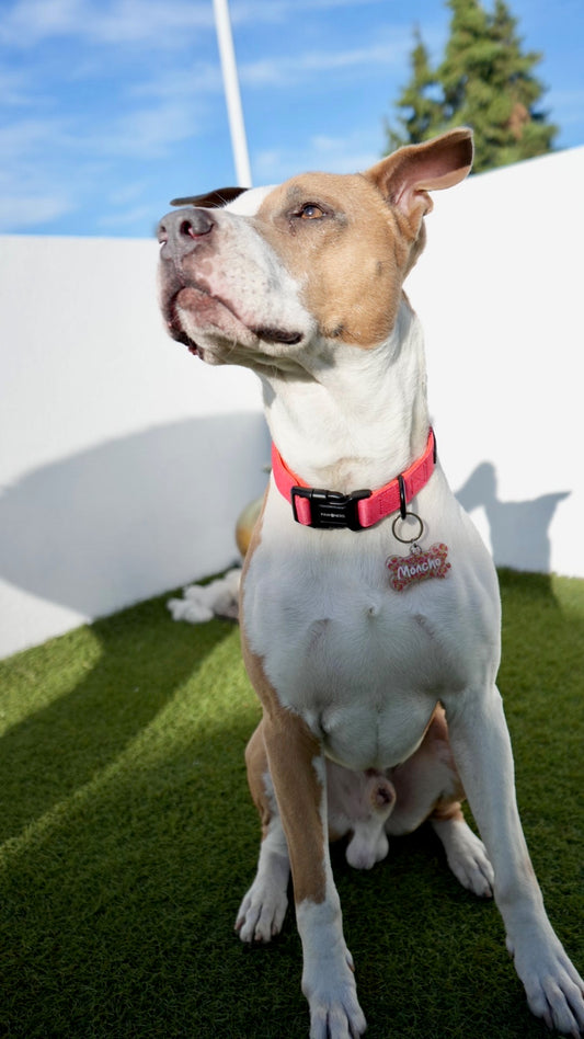 Perro con placa personalizada de nombre moncho. Diseño divertido y moderno para mascotas.