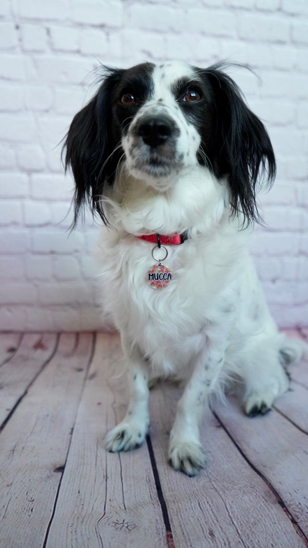 Perro blanco y negro con placa personalizada en rojo. Estilo clásico y llamativo.