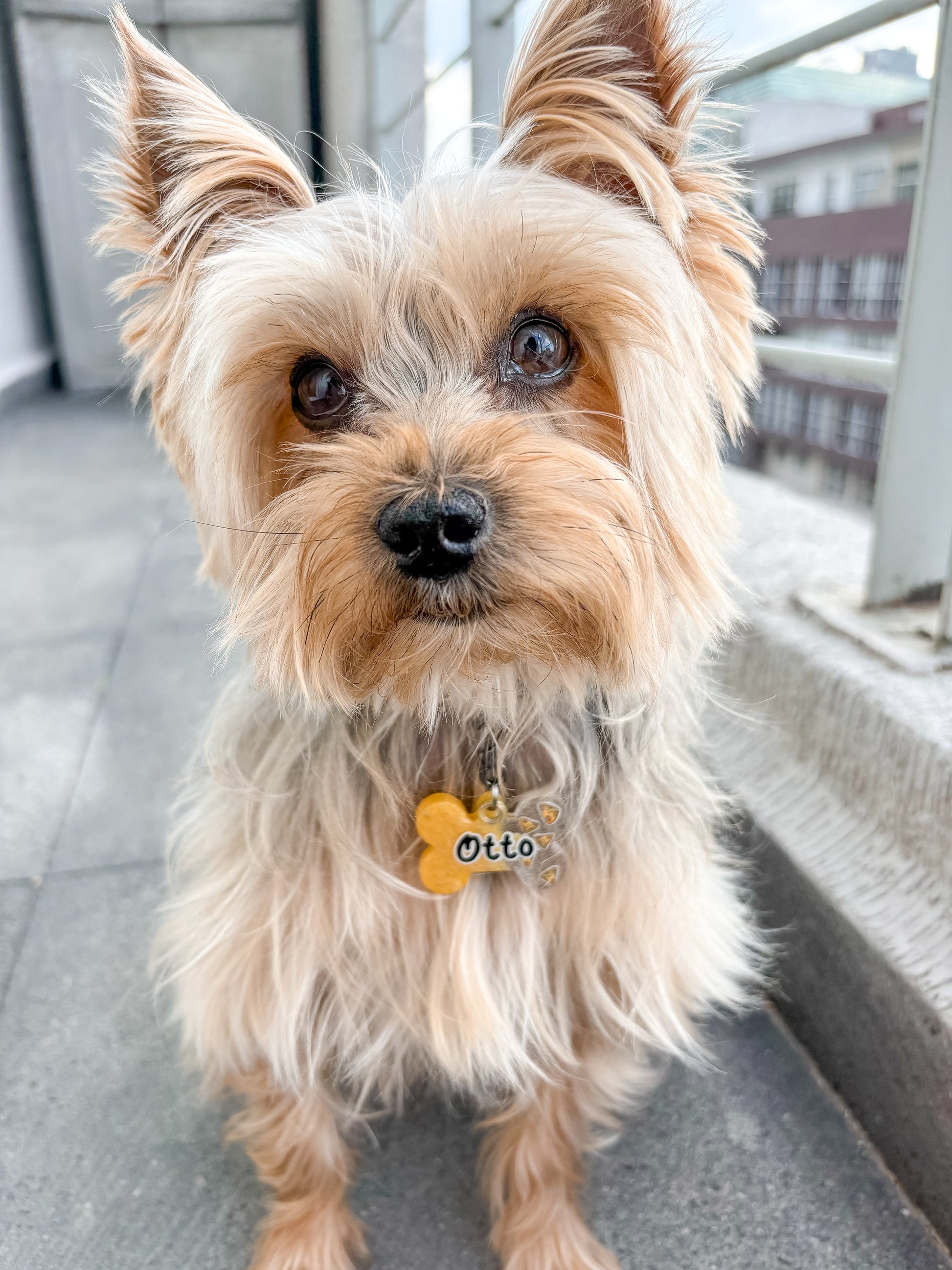 Yorkie con placa amarilla con nombre Otto. Accesorio brillante y personalizado