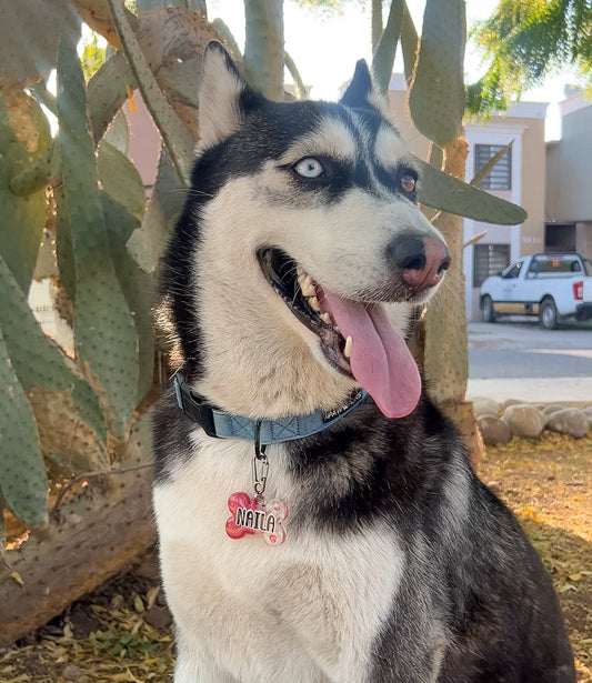 Husky con placa de nombre roja con fresa. Accesorio personalizado y deportivo.