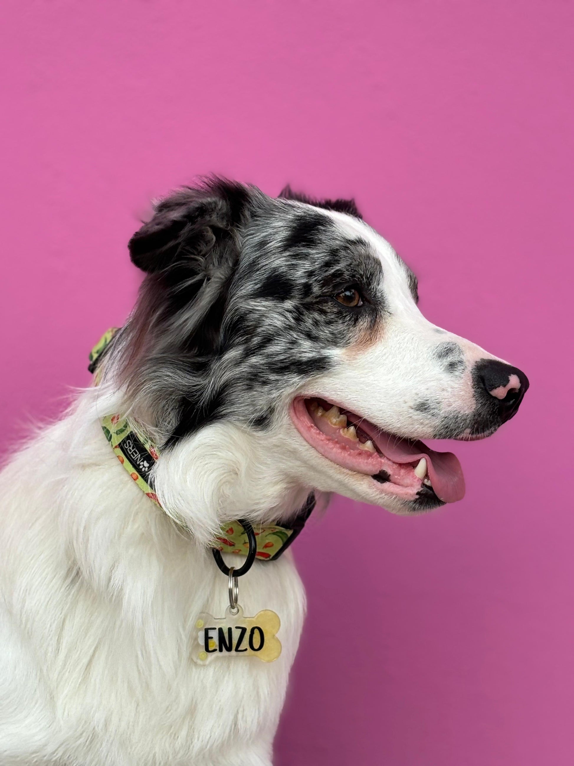 Border collie con placa amarilla personalizada de nombre Enzo. Estilo alegre para perro mediano.