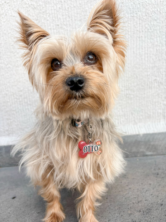 Yorkie con placa de nombre Otto decorada con manzana. Estilo romántico y tierno.