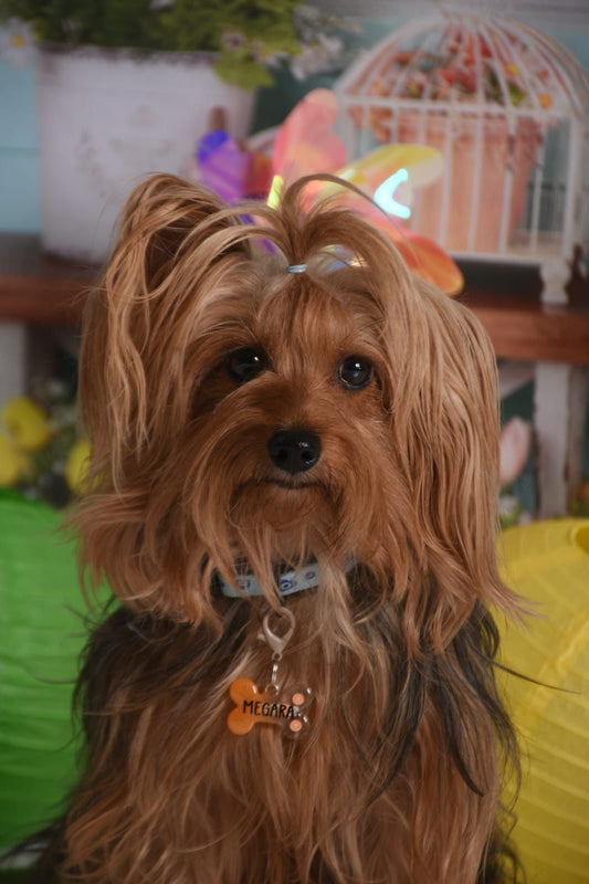 Placa en forma de hueso con figuras de naranja y nombre personalizado. Diseño fresco y frutal.